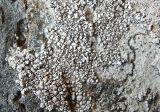Aspicilia cinerea