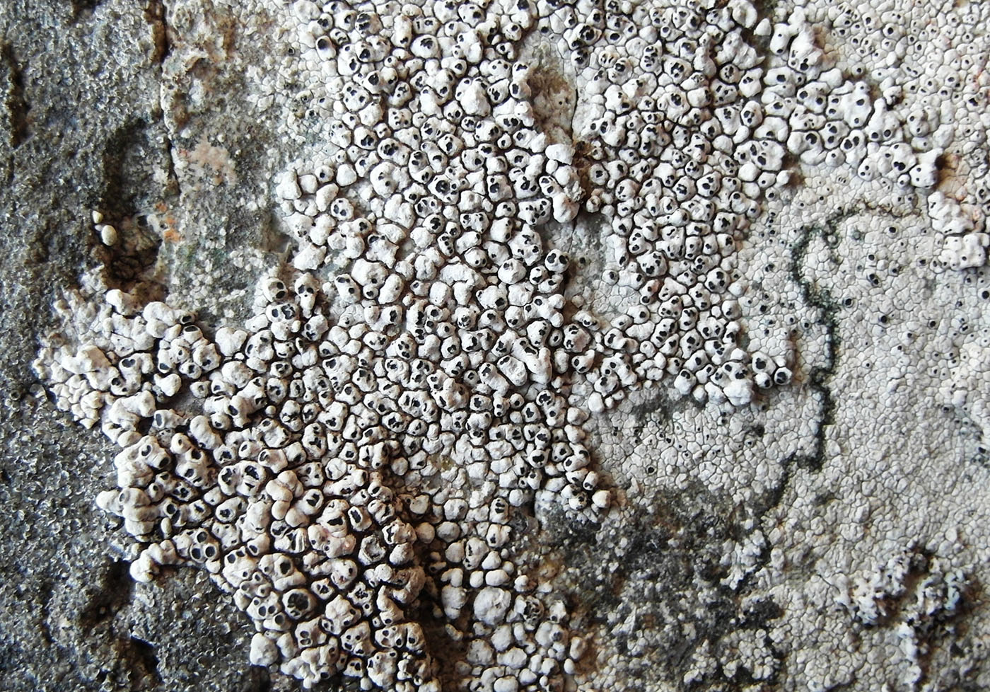 Image of Aspicilia cinerea specimen.