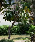 Ficus elastica. Вегетирующее растение. Египет, мухафаза Александрия, г. Александрия, в культуре. 02.05.2023.