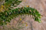 Hyoscyamus muticus. Верхушка отцветающего соцветия с последними цветками и созревающими плодами. Египет, мухафаза Асуан, храмовый комплекс Абу-Симбел, каменистый пляж. 04.05.2023.