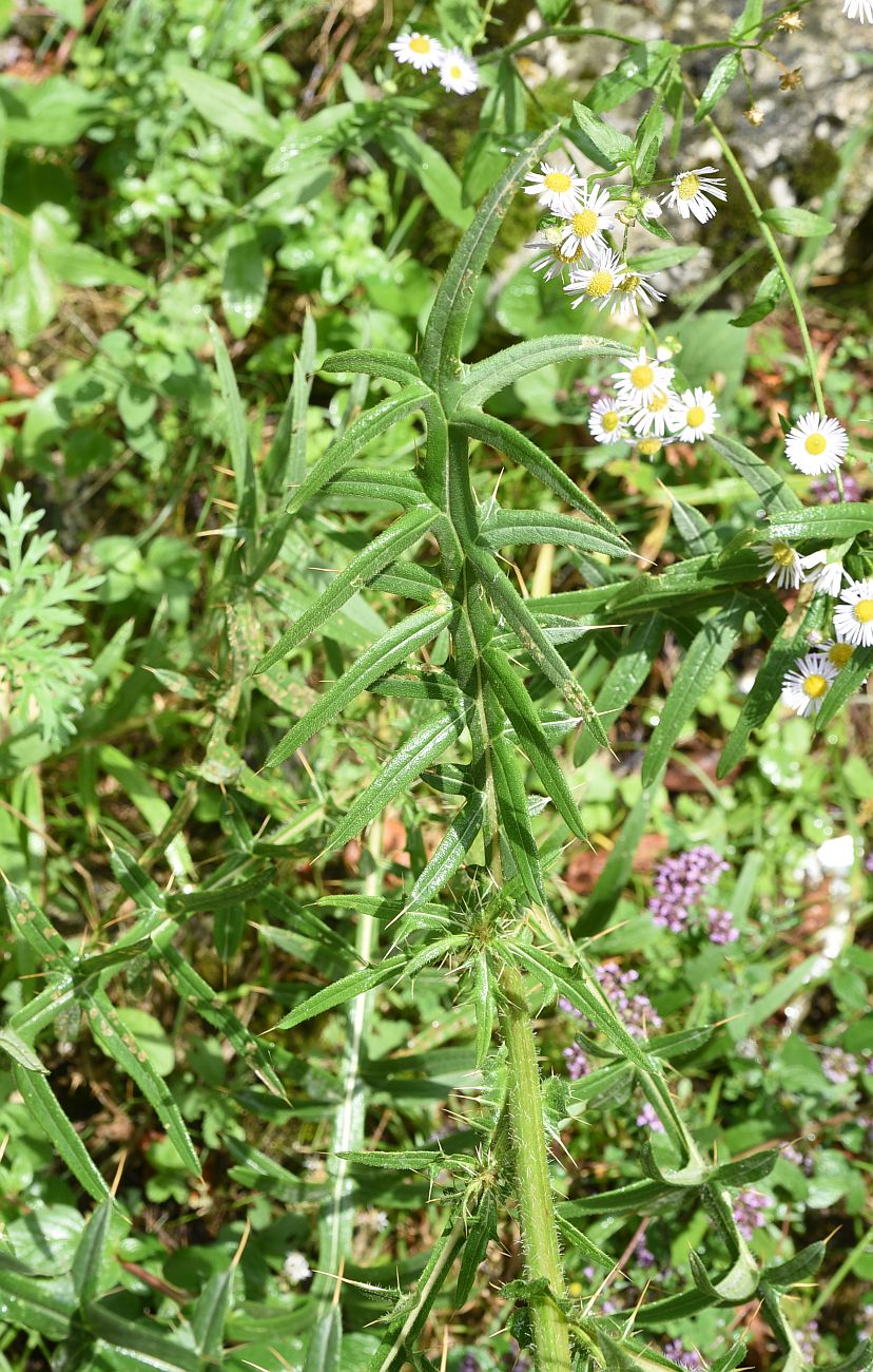 Изображение особи Cirsium ciliatum.