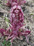 Petasites hybridus