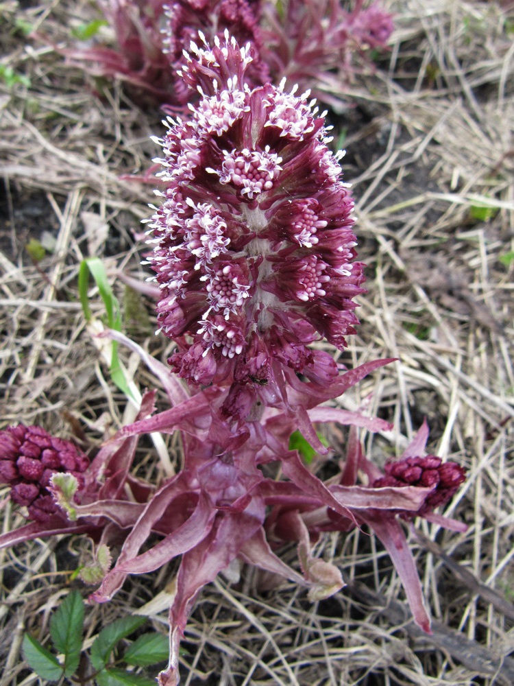 Изображение особи Petasites hybridus.