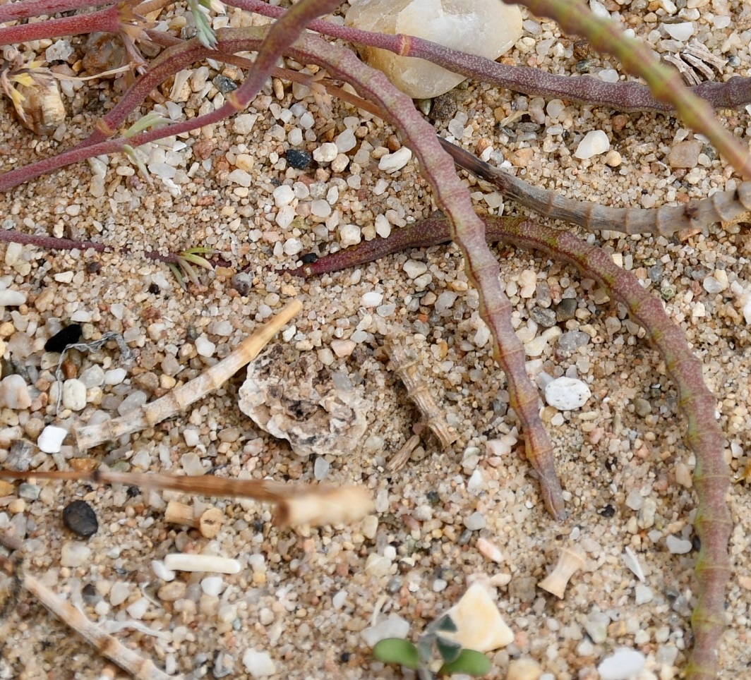 Image of Hypecoum procumbens specimen.