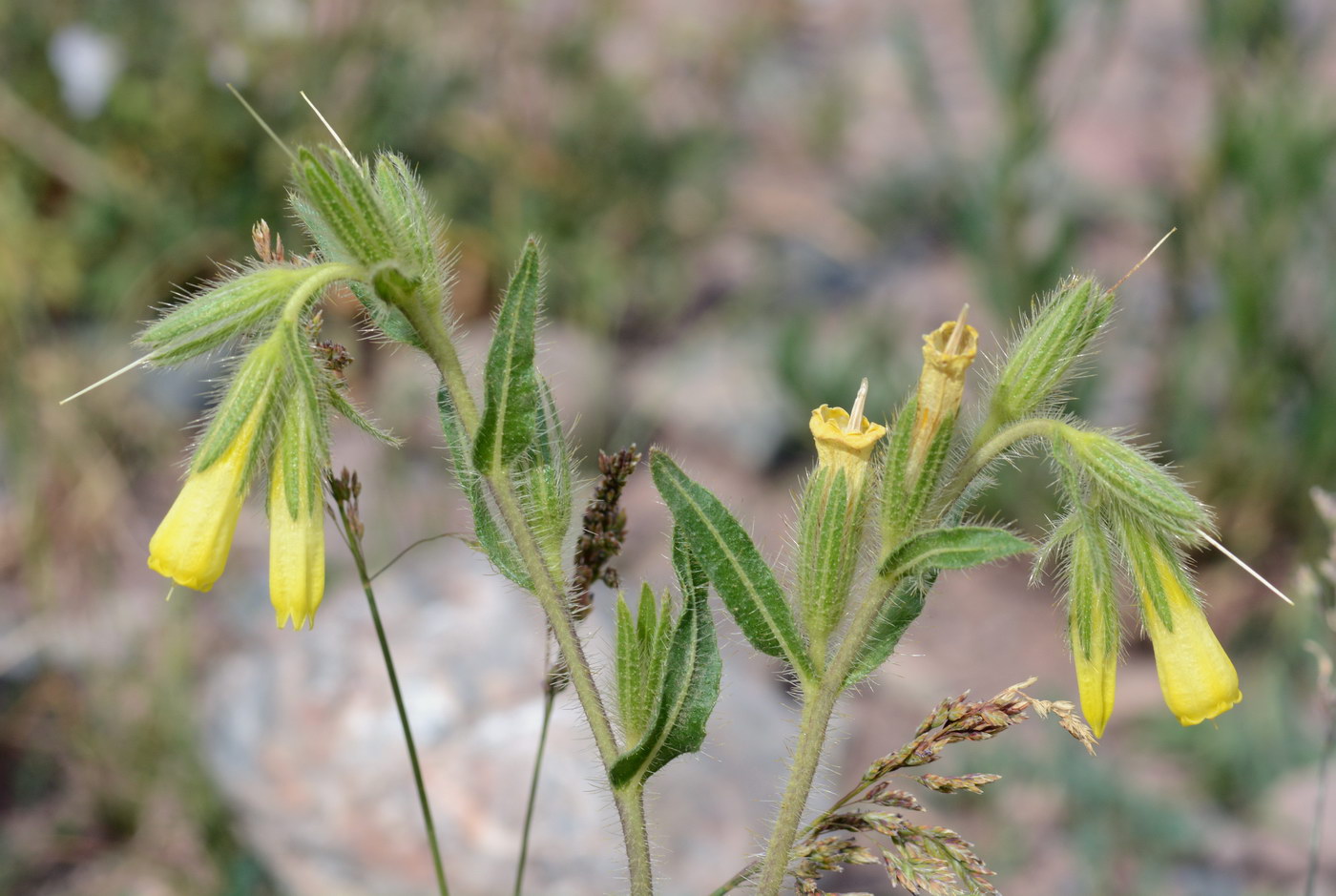 Image of genus Onosma specimen.