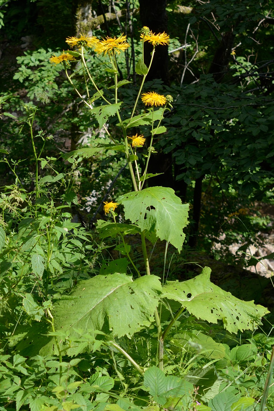 Image of Telekia speciosa specimen.