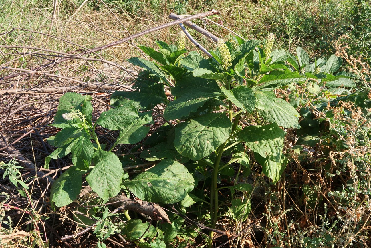 Изображение особи Phytolacca acinosa.