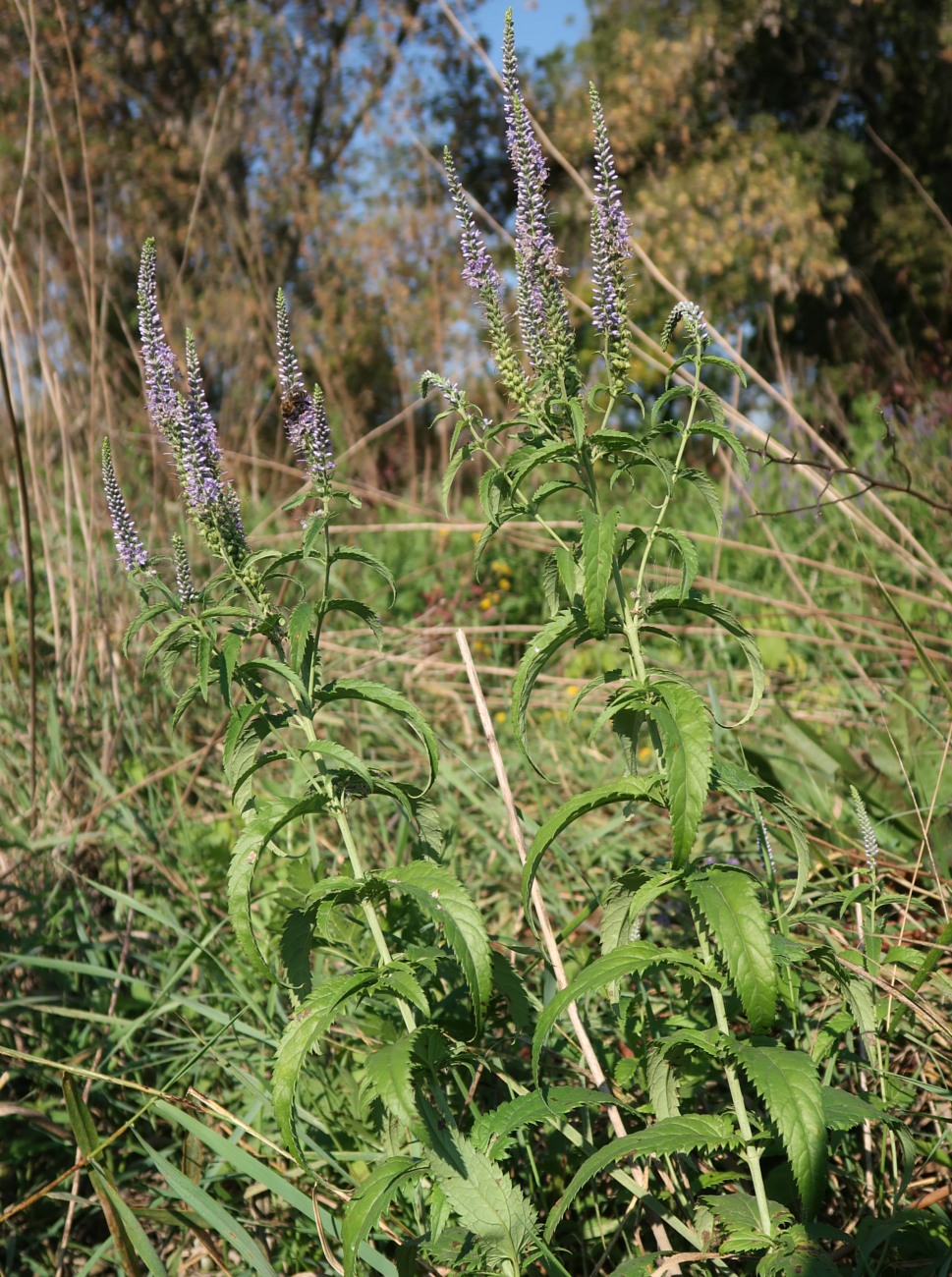 Изображение особи Veronica longifolia.