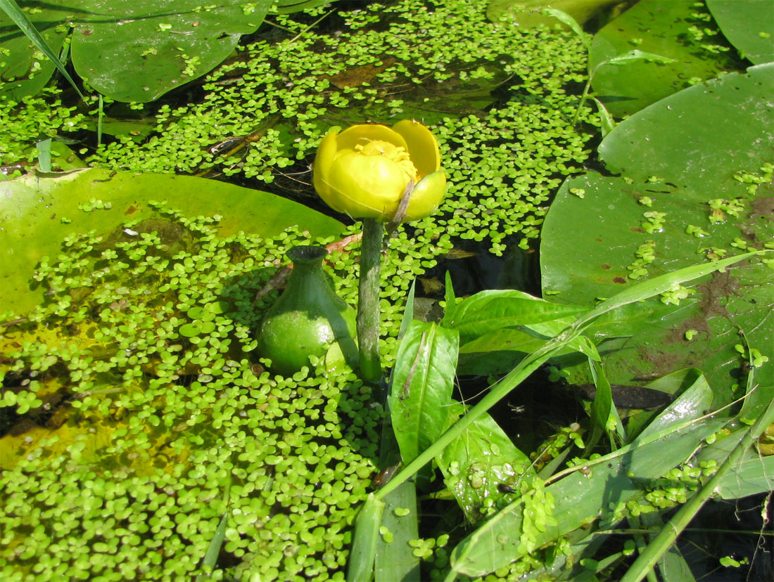 Изображение особи Nuphar lutea.