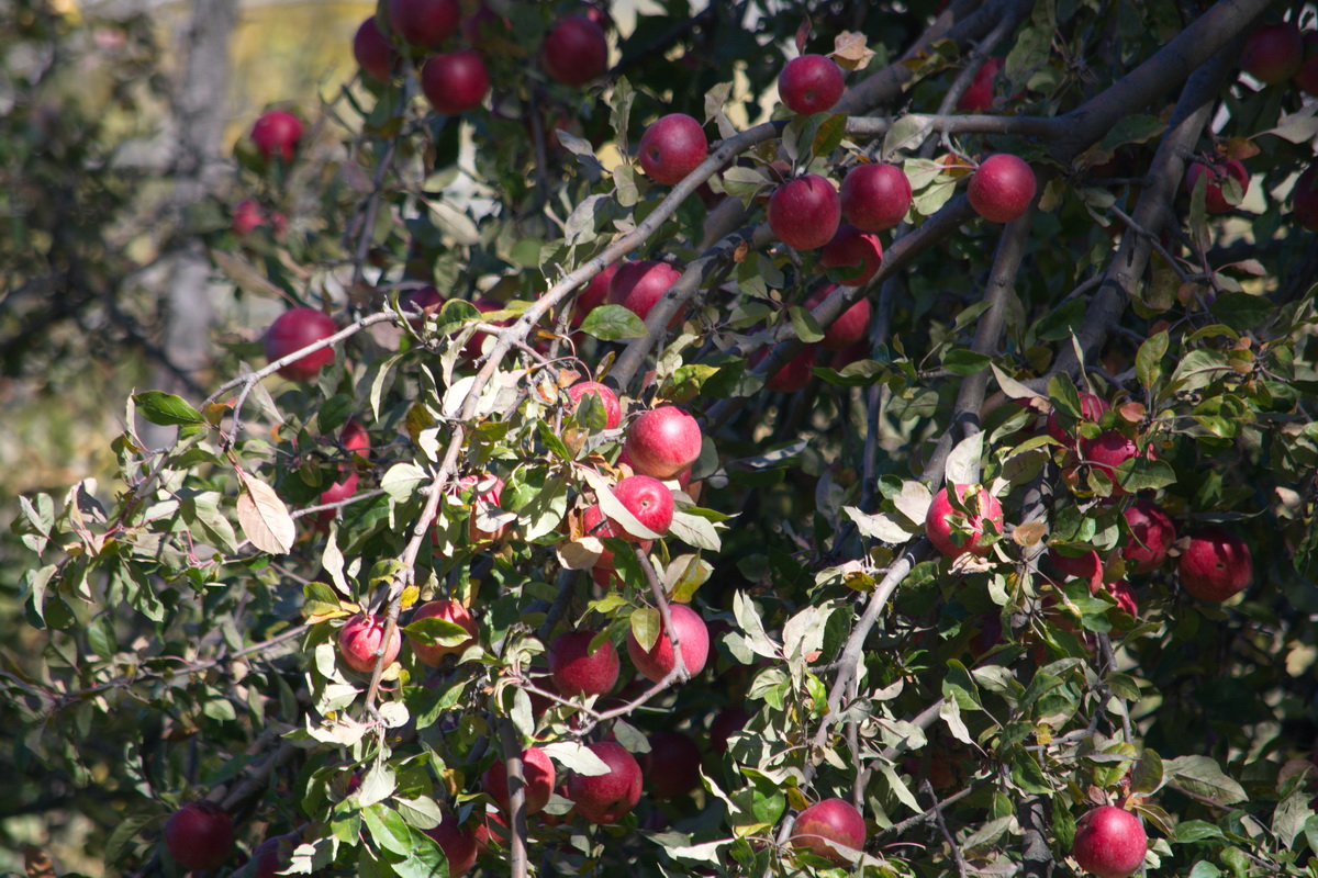 Image of Malus domestica specimen.