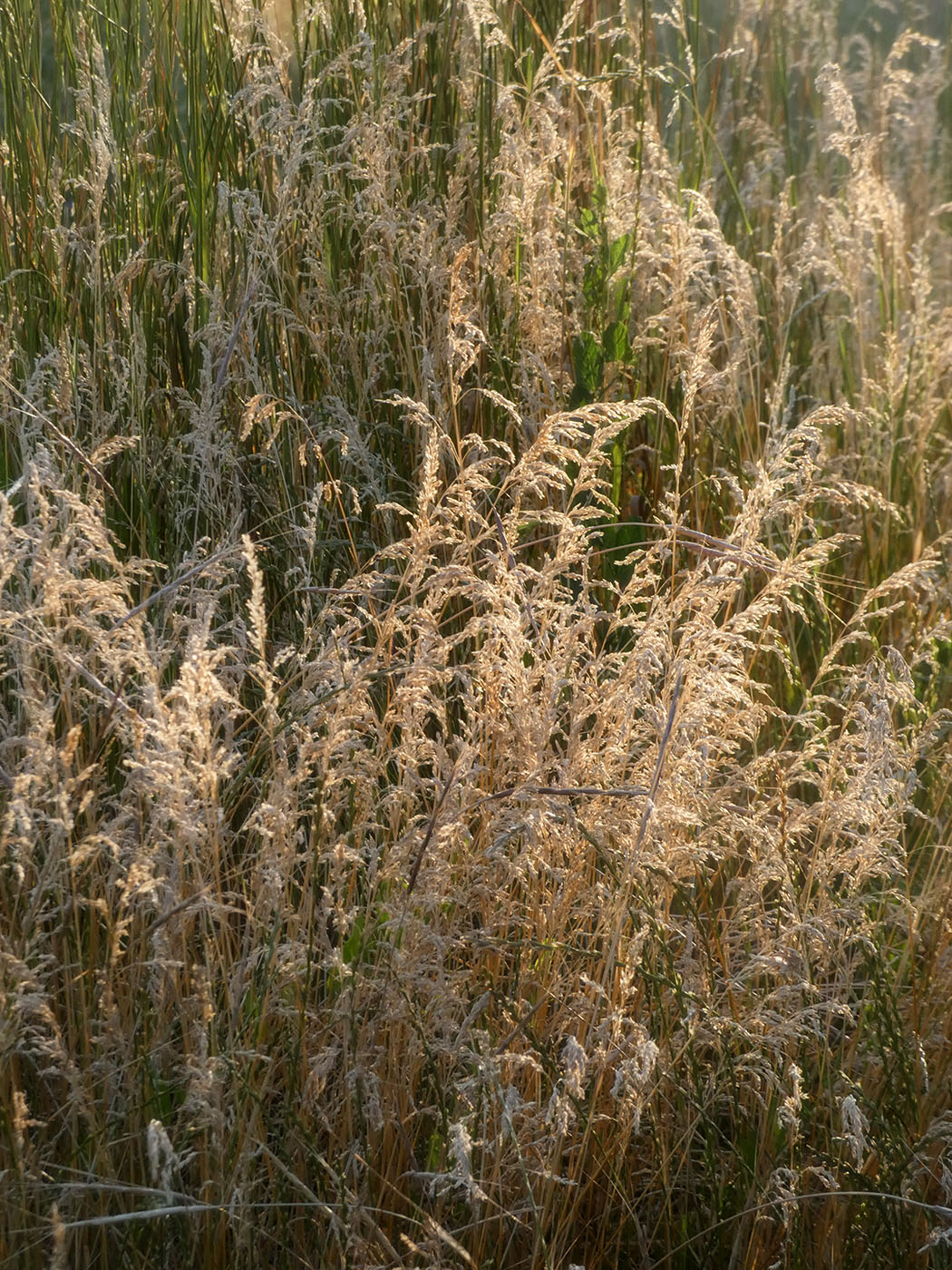 Изображение особи семейство Poaceae.