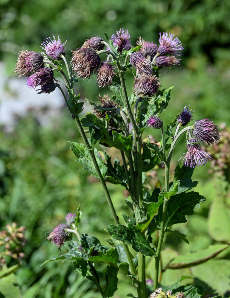 Image of Cirsium kamtschaticum specimen.