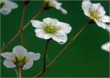 Saxifraga &times; arendsii