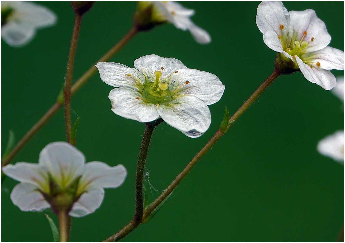Image of Saxifraga &times; arendsii specimen.