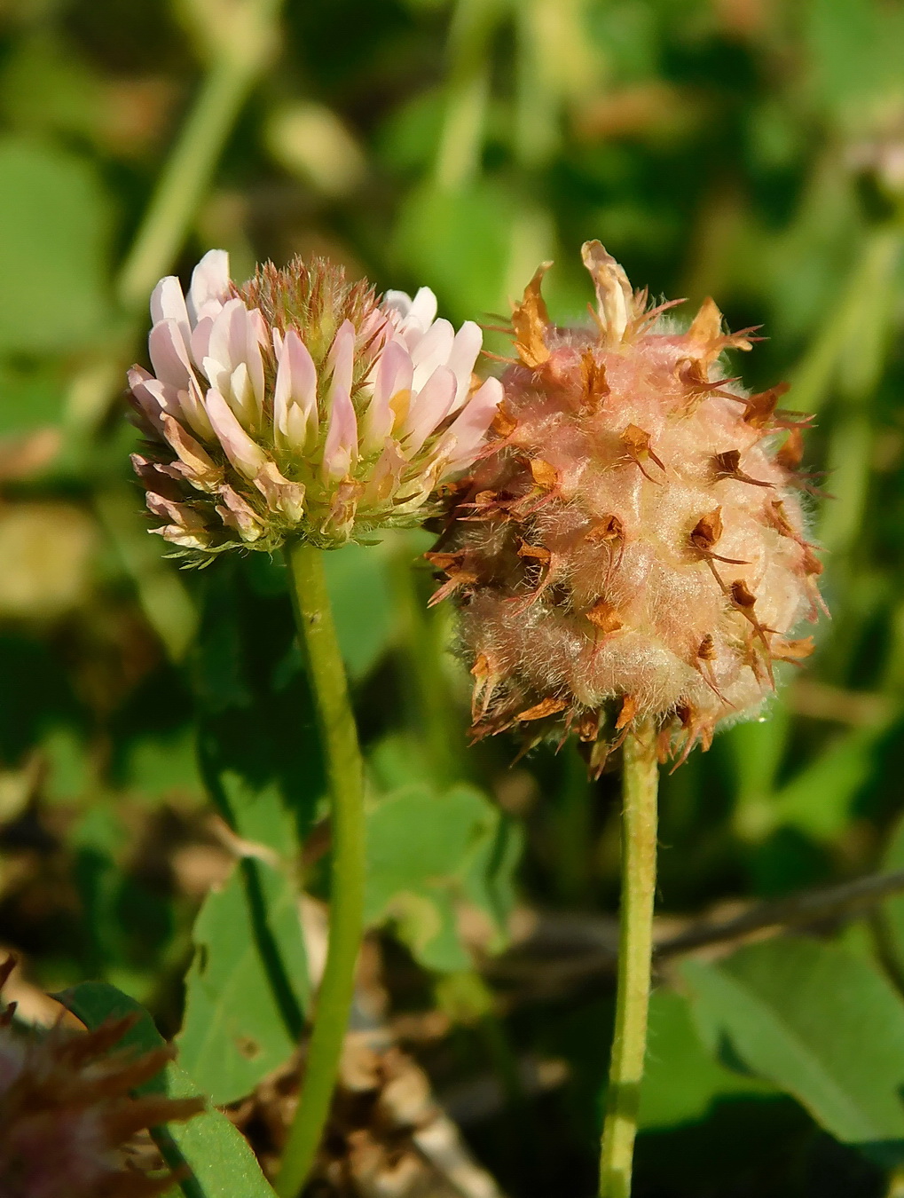 Изображение особи Trifolium fragiferum.