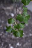 Tilia cordata. Верхушка плодоносящей веточки с листьями, поражёнными грибами(?). Чечня, Шаройский р-н, бассейн р. Цесиахк, нижняя часть долины левого притока, левый берег. 10 августа 2023 г.