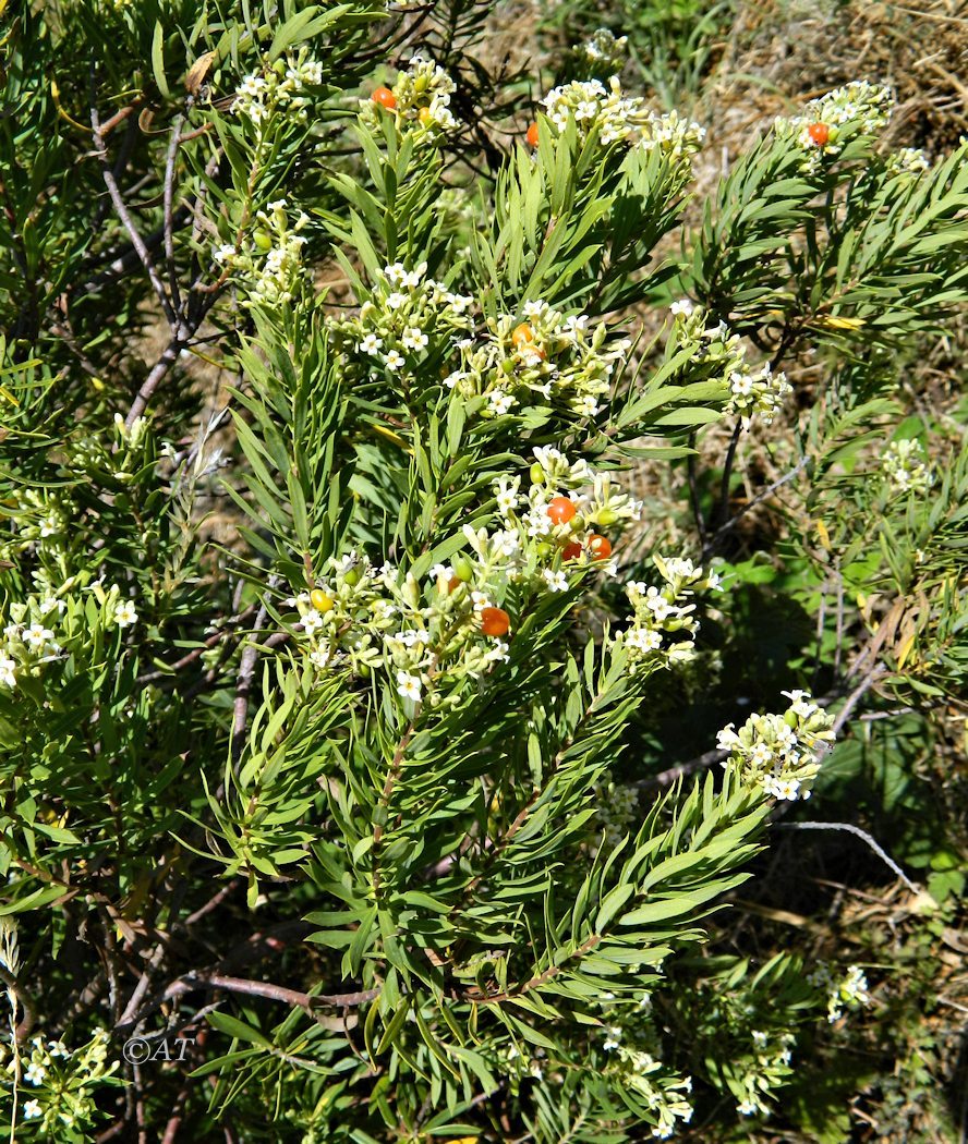 Image of Daphne gnidium specimen.