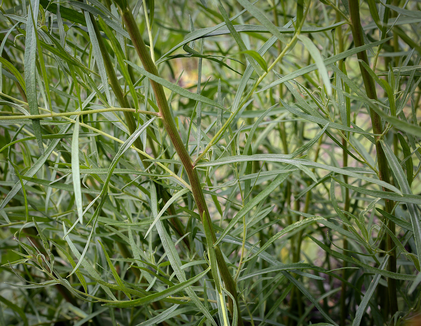 Изображение особи Artemisia dracunculus.