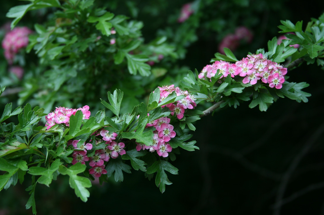 Image of Crataegus monogyna specimen.