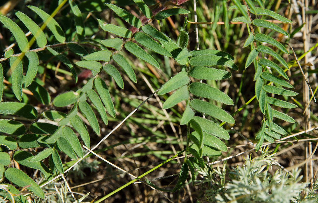 Изображение особи Oxytropis pilosa.