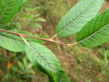 Salix myrsinifolia. Верхушка побега. Томск, окр. пос. Сосновый Бор, опушка берёзово-соснового леса. 03.09.2011.