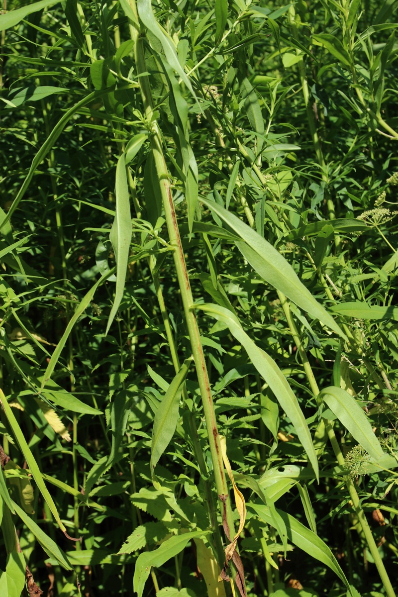 Image of Symphyotrichum lanceolatum specimen.