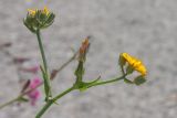 Crepis aculeata. Верхушка побега с соцветиями. Израиль, г. Яффо, на обочине дороги. 25.03.2024.