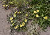 Arctotheca calendula. Цветущие растения в сообществе с Paronychia argentea и Euphorbia terracina. Испания, Каталония, пров. Жирона, комарка Альт-Эмпорда, муниципалитет Сан-Педро-Пескадор, устье р. Флувиа, переходный участок от пляжа к отводному каналу реки. 07.04.2024.