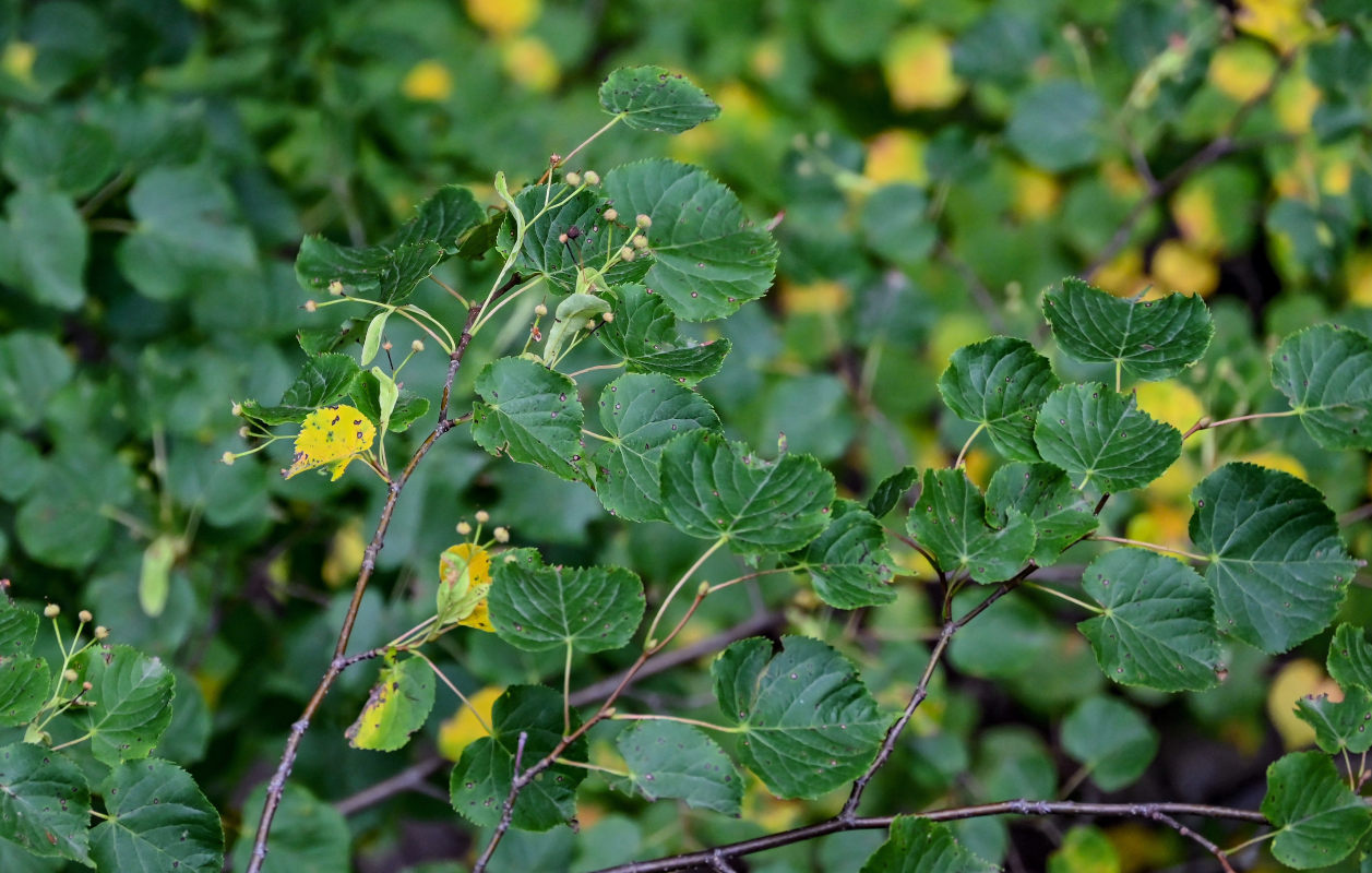 Изображение особи Tilia cordata.