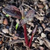 Trillium cuneatum