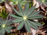 Lupinus polyphyllus. Молодой лист. Беларусь, Минская обл., Мядельский р-н, национальный парк \"Нарочанский\", окр. санатория \"Журавушка\", сосново-еловый зелёномошный бор, у лесной дороги. 02.04.2024.