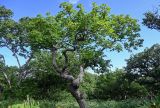 Kalopanax septemlobus. Взрослое дерево. Курильские о-ва, о-в Итуруп, долина р. Сторожевая, опушка лиственного леса. 20.08.2023.
