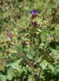 Geranium robertianum. Верхушка побега с отцветающими соцветиями и формирующимся соплодием. Испания, Каталония, пров. Жирона, комарка Ла Гарроча, муниципалитет Сан-Фелиу-де-Пальеролс, 1050 м н.у.м., опушка буково-берёзового леса, разнотравное сообщество на уступе скалы. 19.04.2024.