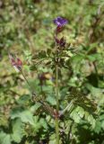 Geranium robertianum