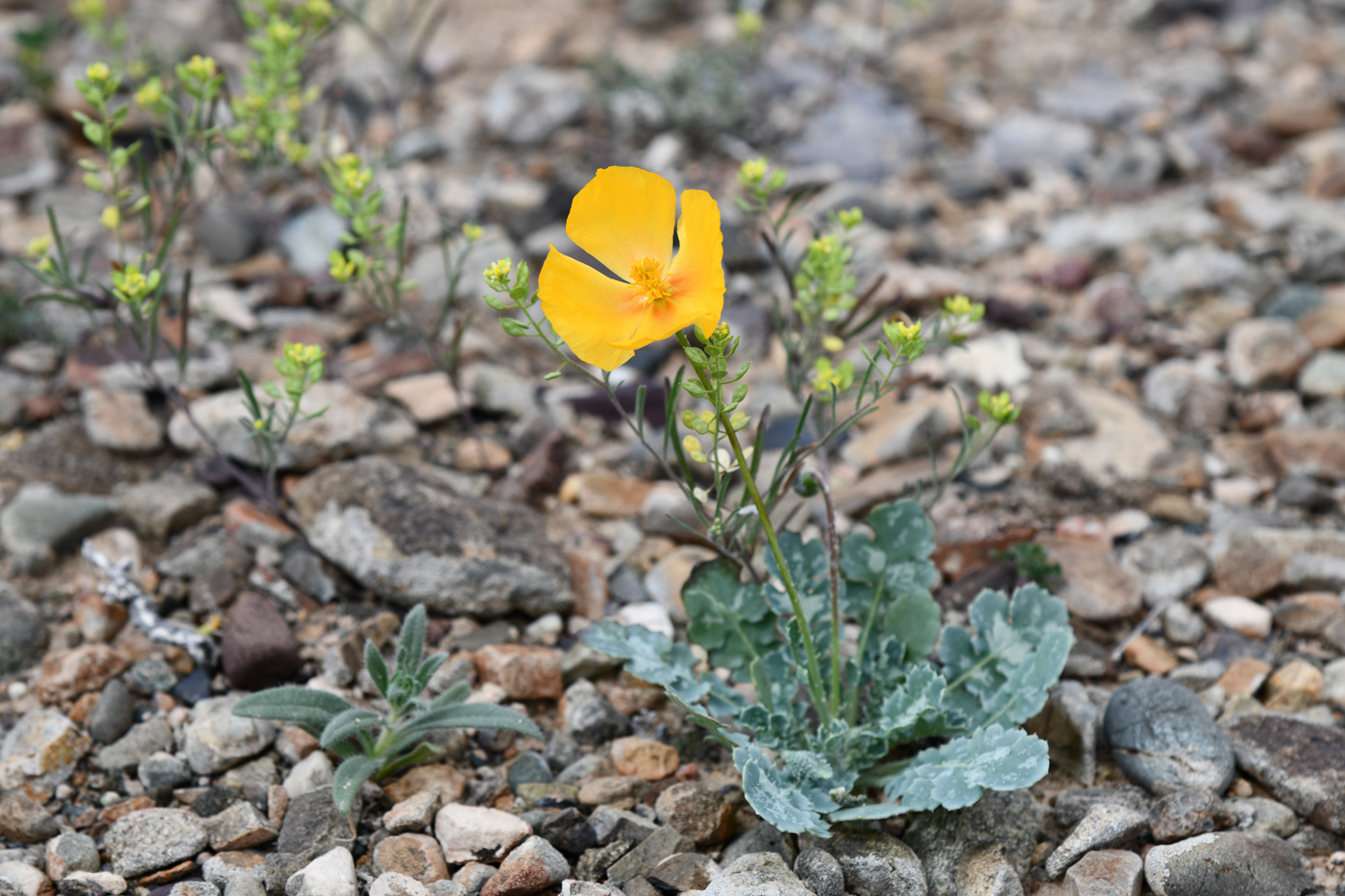 Изображение особи Glaucium squamigerum.