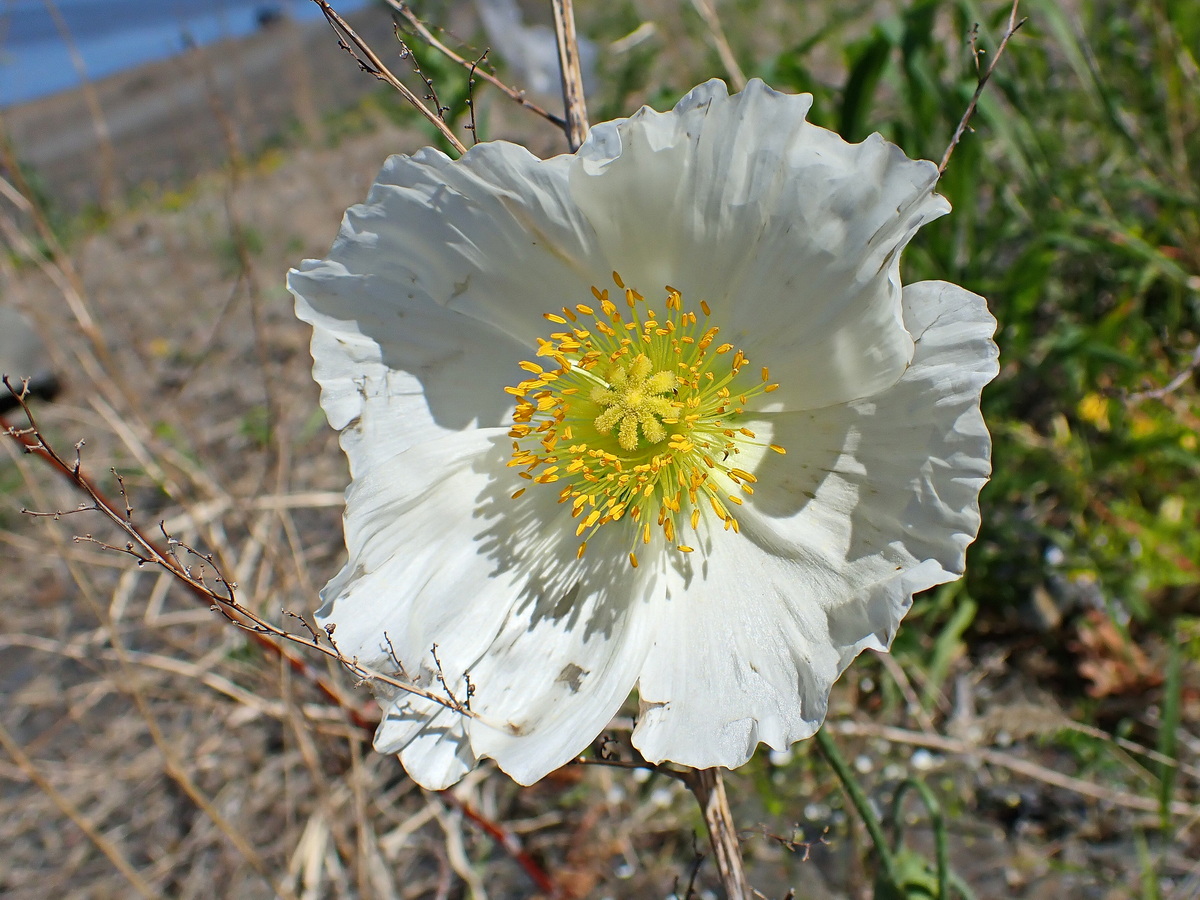 Изображение особи Papaver amurense.