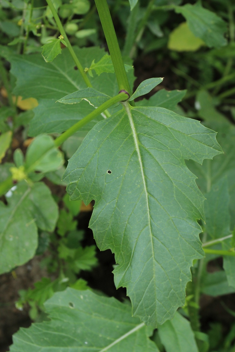 Изображение особи Brassica juncea.