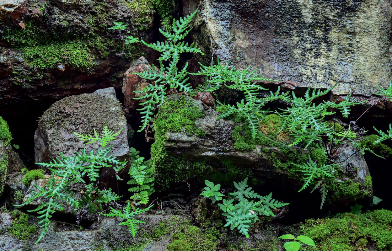 Изображение особи Aleuritopteris argentea.