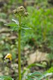 Valeriana wolgensis