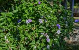Brunfelsia pauciflora