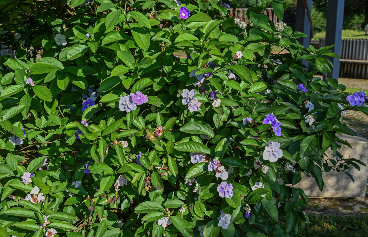 Изображение особи Brunfelsia pauciflora.