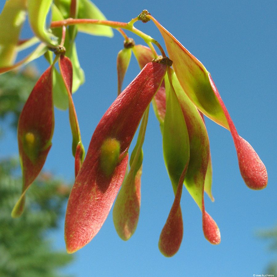 Изображение особи Ailanthus altissima.