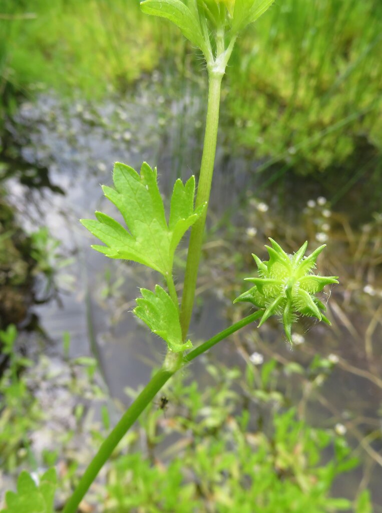 Изображение особи Ranunculus muricatus.