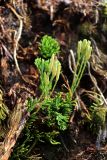 Diphasiastrum &times; zeilleri