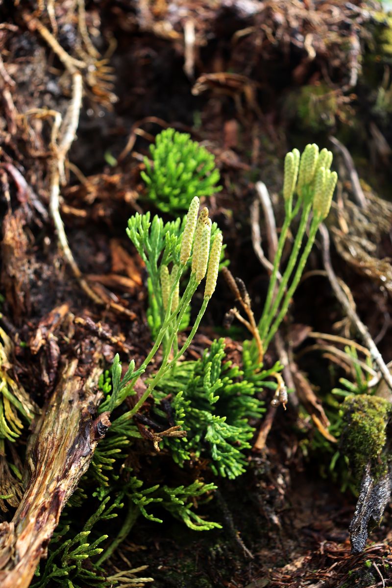Image of Diphasiastrum × zeilleri specimen.