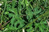 Heracleum sibiricum. Лист. Тверская обл., Конаковский р-н, долина р. Сестра, луговой склон. 07.09.2024.