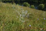 Eryngium planum