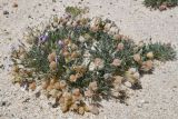 genus Oxytropis