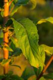 Oenothera rubricaulis