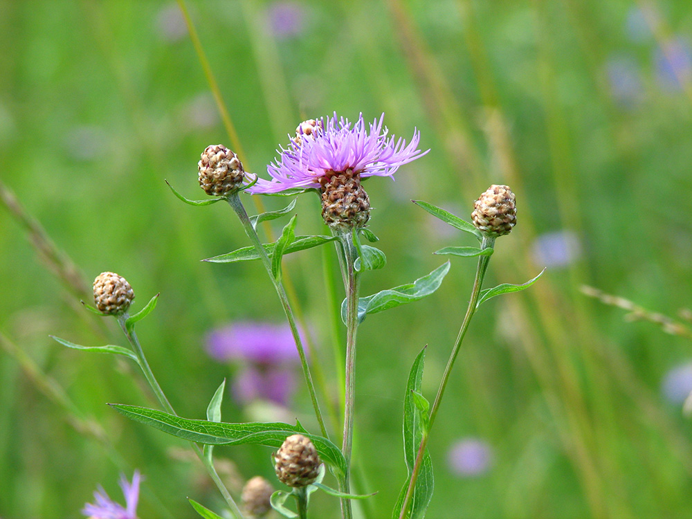 Изображение особи Centaurea jacea.